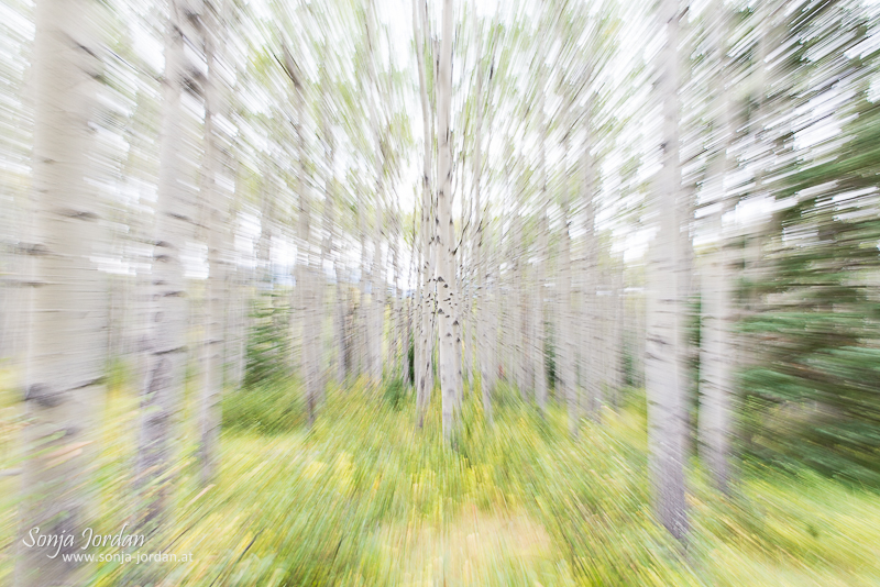 Espen, Wald, Jasper Nationalpark, Alberta, Kanada, Nordamerika