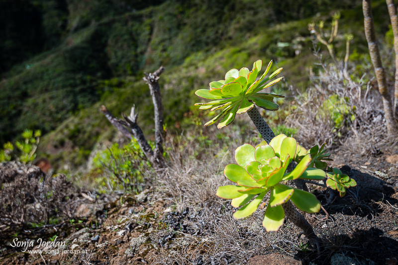 Aeonium urbicum, Kanarische Inseln, Teneriffa, Spanien