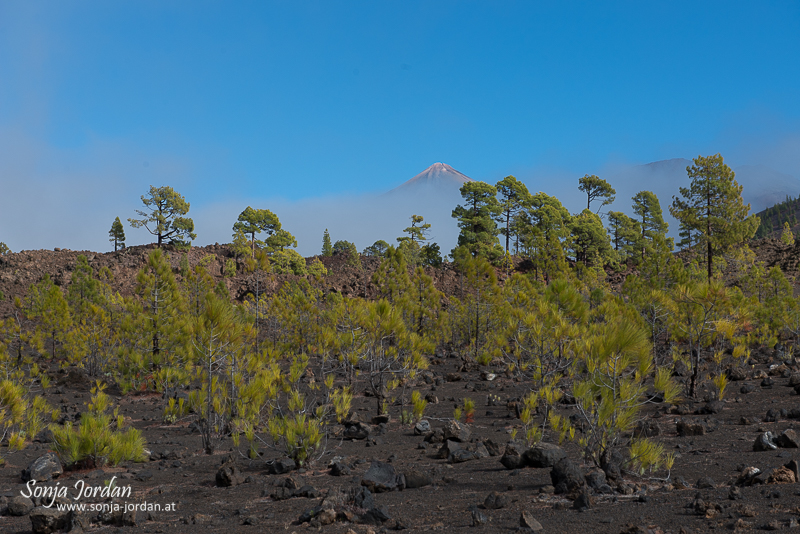 Berg Teide, Nationalpark Teide, Kanarische Inseln, Teneriffa, Spanien