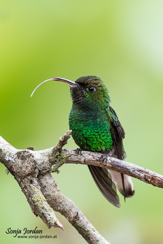 Grüner Elvirakolibri (Elvira chionura) sitzend auf Ast, Costa Rica