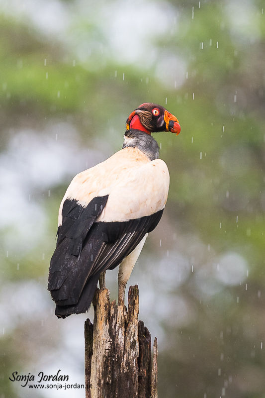 Königsgeier (Sarcoramphus papa) sitzend auf Baumstamm im Regen, Costa Rica, Mittelamerika