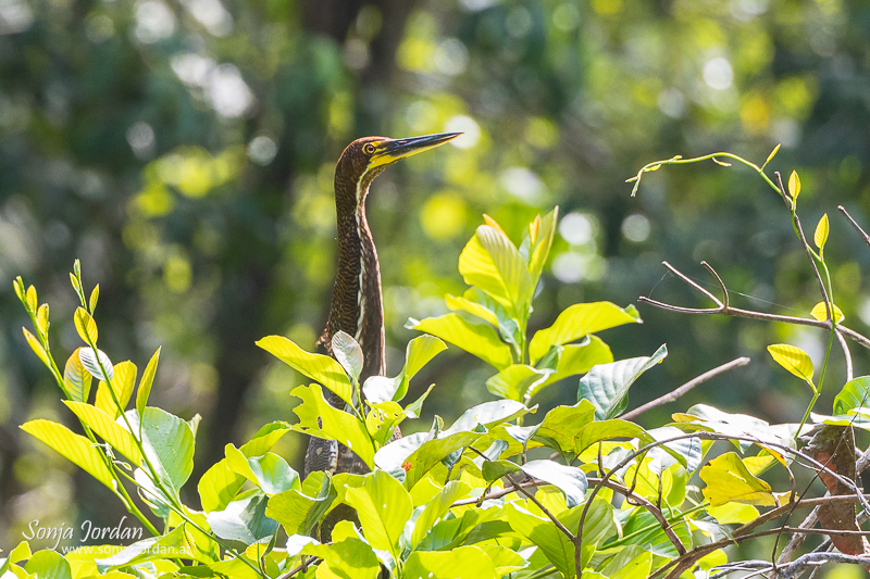 Nacktkehlreiher (Tigrisoma mexicanum), Jungvogel, Boca Tapada, Provinz Alajuela, Costa Rica, Mittelamerika