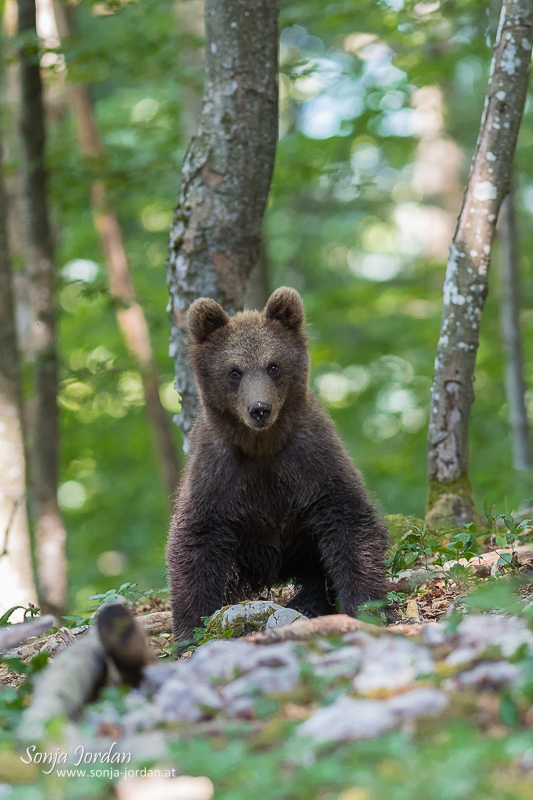 Braunbär (Ursus arctos), Jungtier im Wald, Notranjska Region, Slowenien