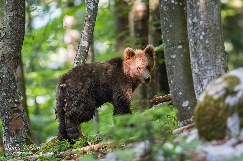 Braunbär (Ursus arctos), Jungtier im Wald, Notranjska Region, Slowenien