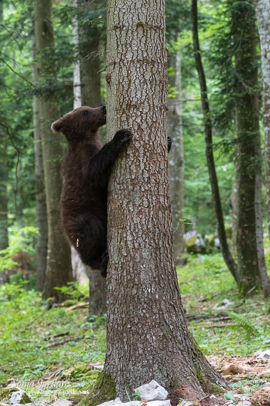 Braunbär (Ursus arctos), Jungtier im Wald, Notranjska Region, Slowenien