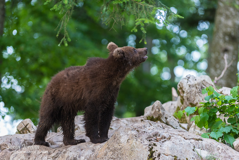 Braunbär (Ursus arctos), Jungtier im Wald, Notranjska Region, Slowenien