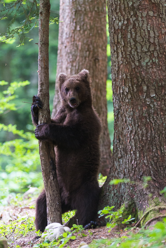 Braunbär (Ursus arctos), Jungtier im Wald, Notranjska Region, Slowenien