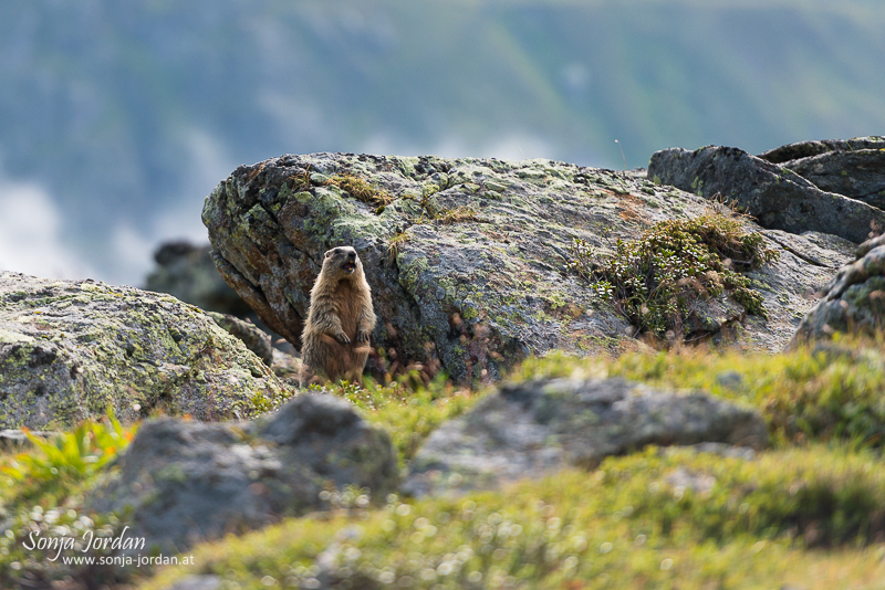 Murmeltier (Marmota) im Lebensraum, Kaunertal, Tirol, Österreich