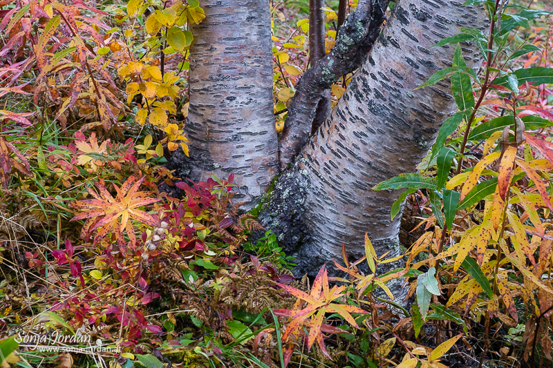Herbstliche Pflanzen um Baumstamm, Detailaufnahme, Schweden
