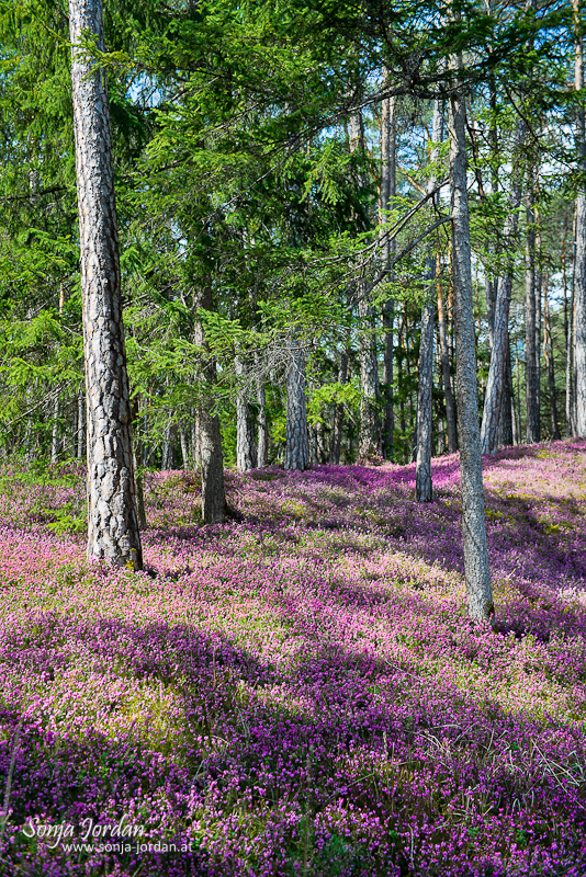 Blühende Heide