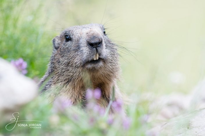 Murmeltier (marmota)
