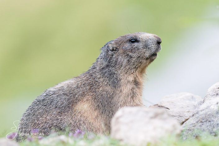 Murmeltier (marmota)