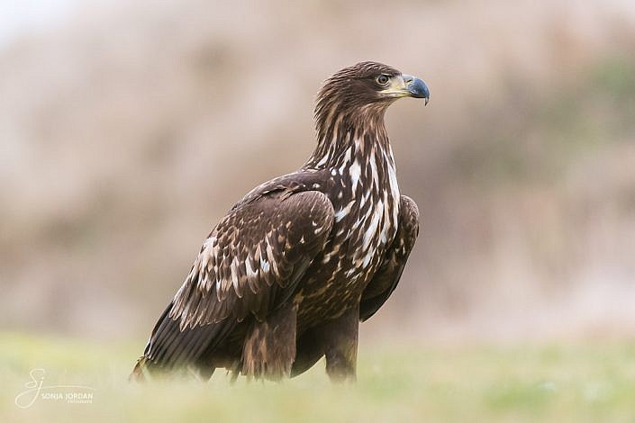 Seeadler (Haliaeetus albicilla)