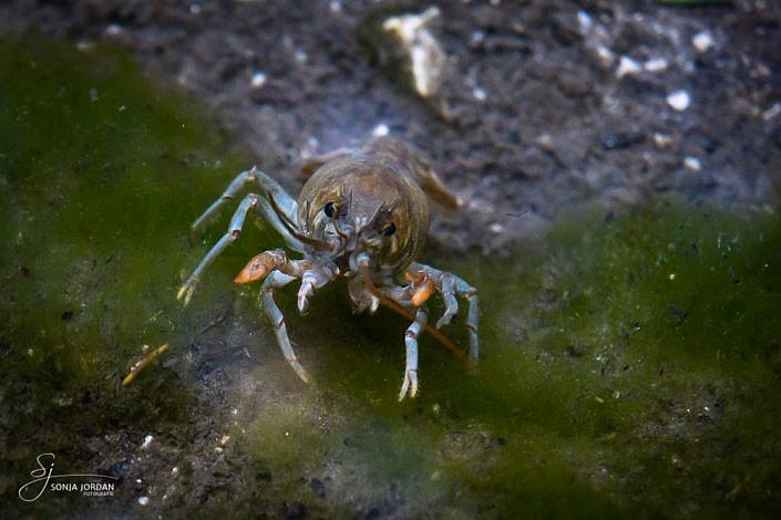 Flusskrebs (Astacus fluviatilis)