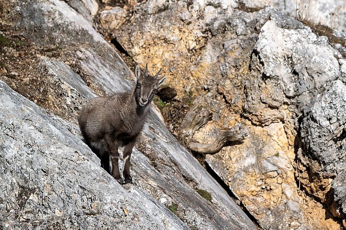 Alpensteinbock (Capra ibex)