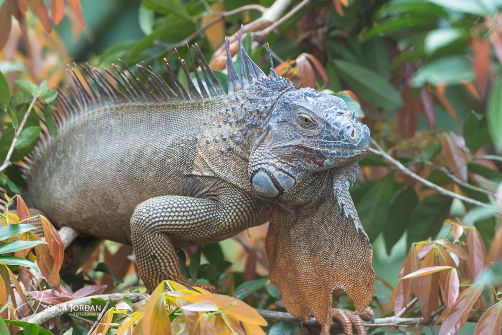 Grüner Leguan (Iguana iguana)