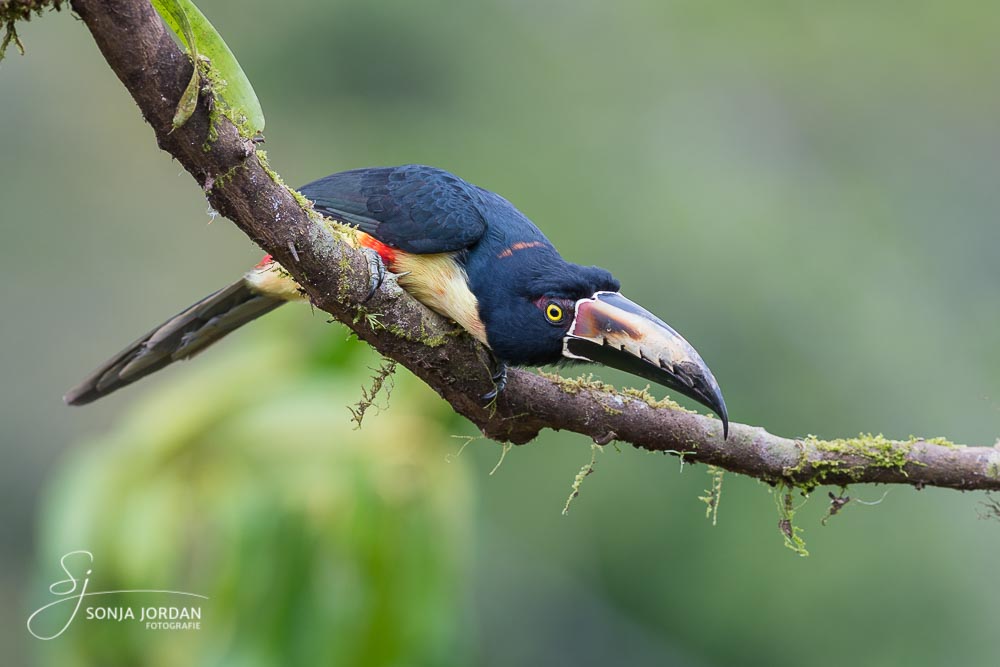 Halsbandarassari (Pteroglossus torquatus)