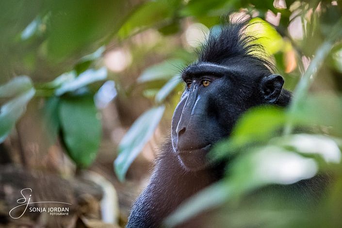 Schopfmakak (Macaca nigra)