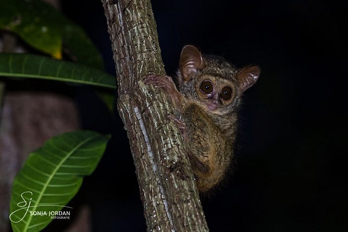 Sulawesi-Koboldmaki (Tarsius)