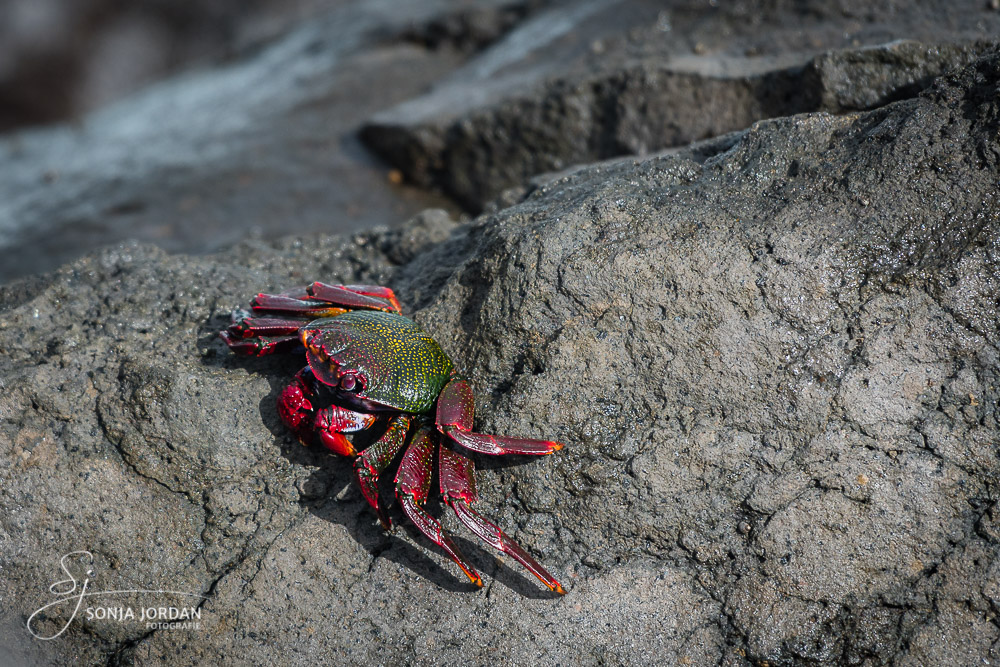Krabbe (Grapsus adscensionis)