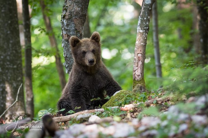 Braunbär (Ursus arctos)