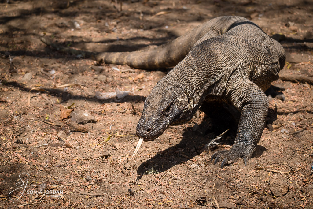 Komodowaran (Varanus komodoensis)