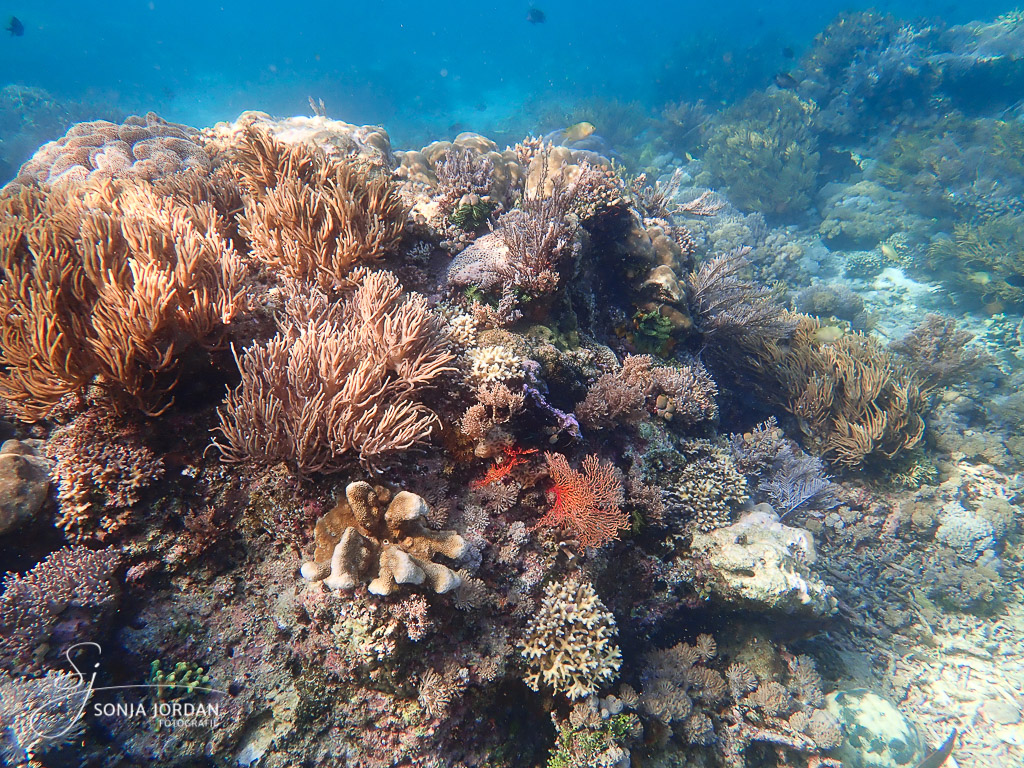 Buntes Korallenriff