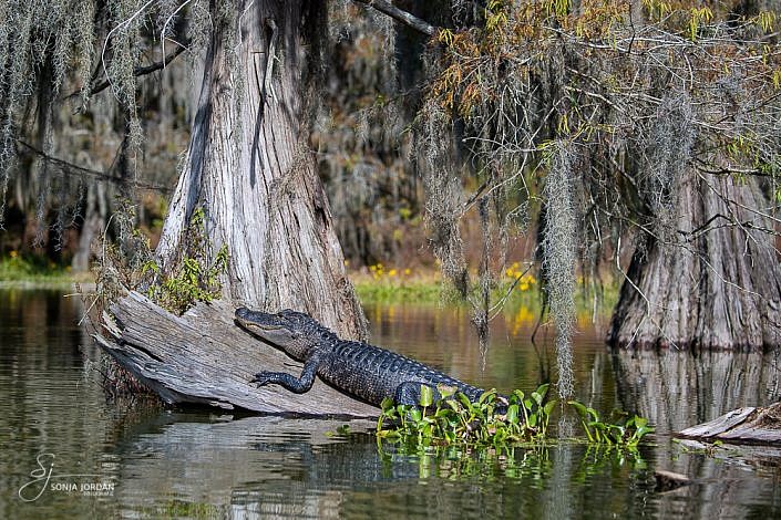 Mississippi-Alligator (Alligator mississippiensis)
