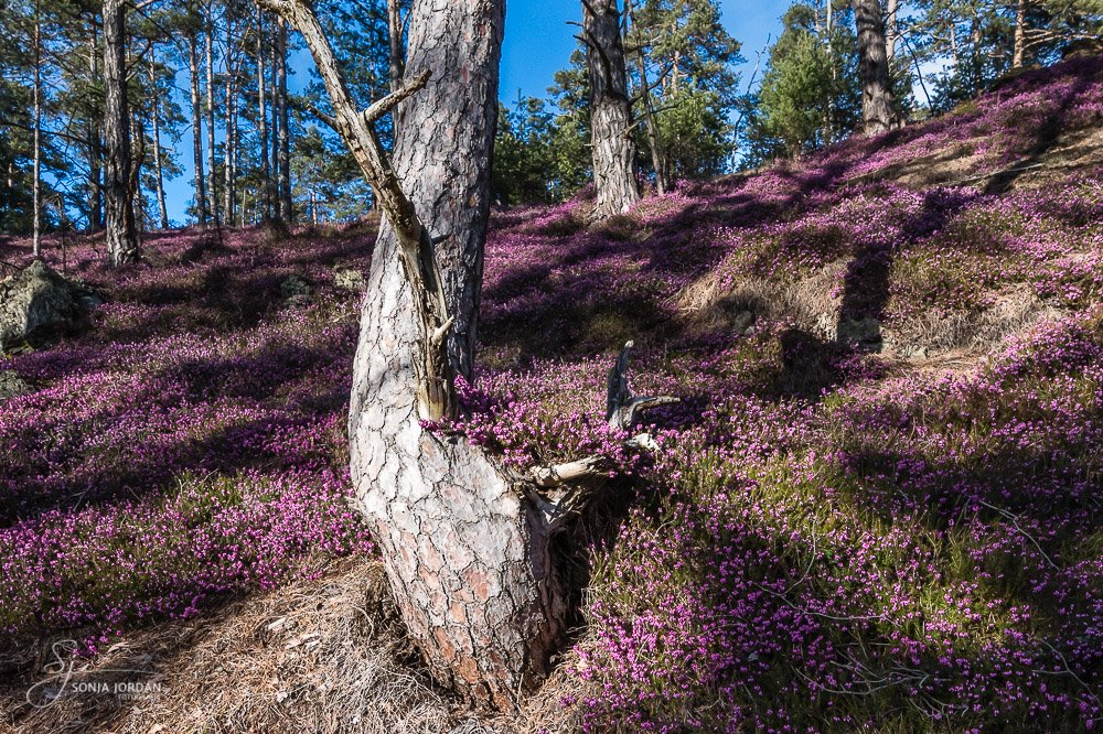 Blühende Schneeheide (Erica carnea)