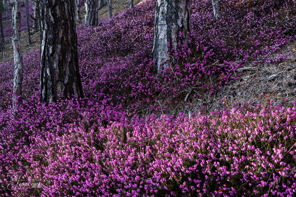 Blühende Schneeheide (Erica carnea)