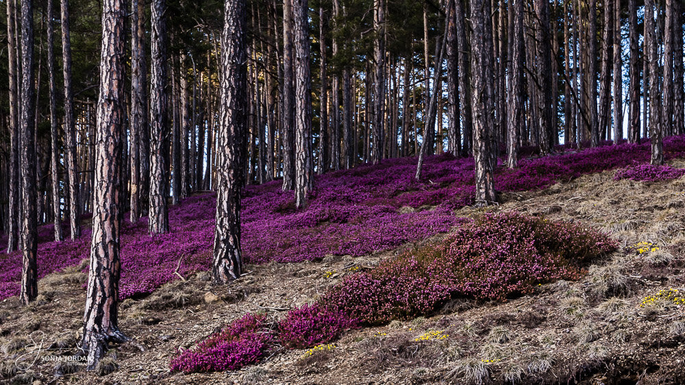 Blühende Schneeheide (Erica carnea)