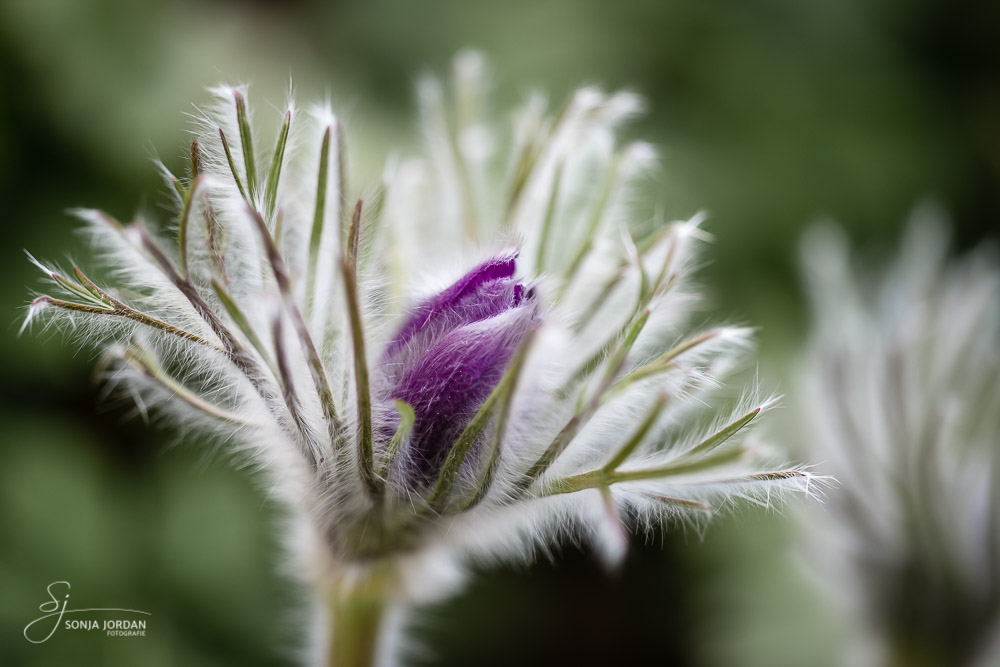 Gewöhnliche Kuhschelle (Pulsatilla vulgaris)