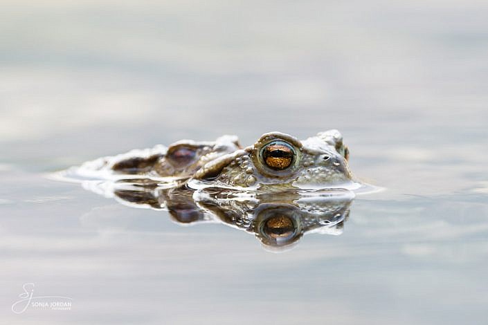 Erdkröte (Bufo bufo)