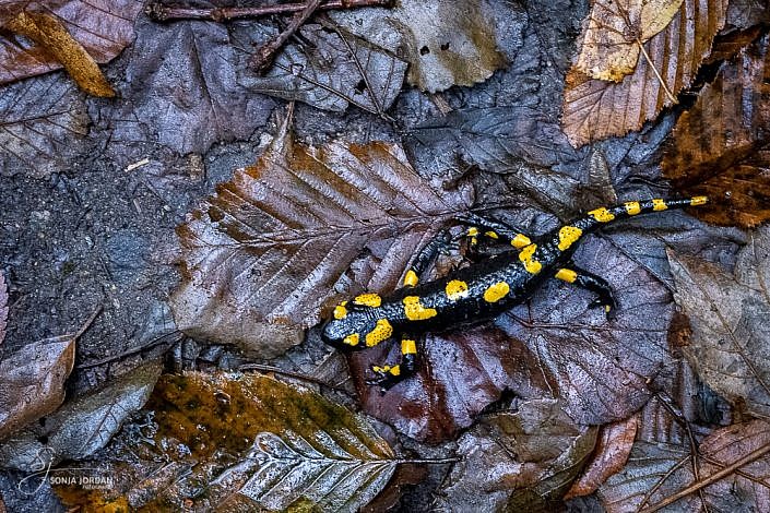 Feuersalamander (Salamandra salamandra)