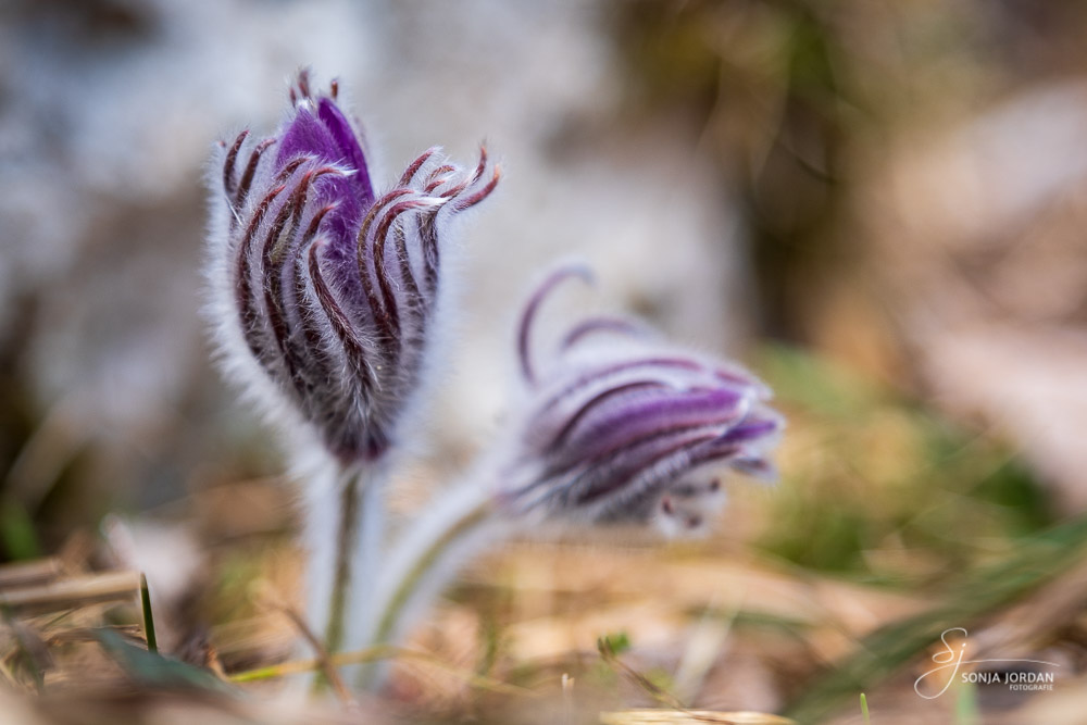 Steirische Kuhschelle (Pulsatilla styriaca)