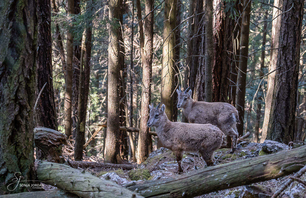 Alpensteinbock (Capra ibex)