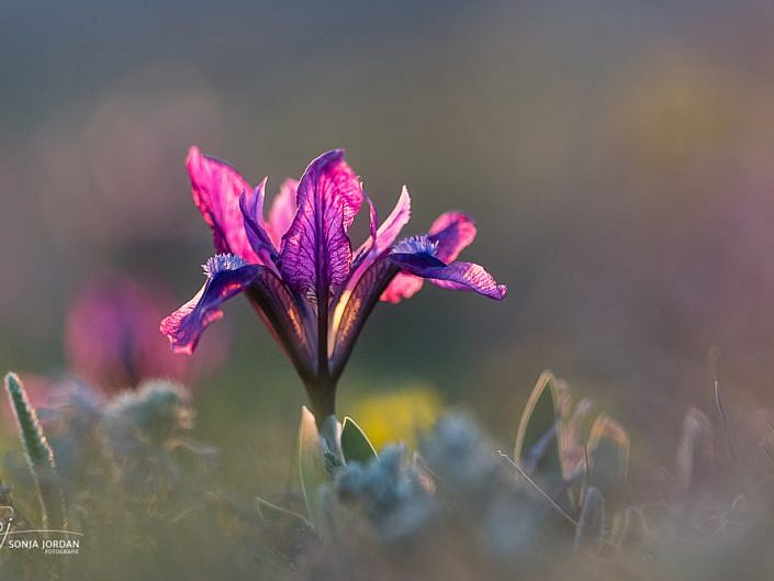 Zwerg-Iris (Iris pumila)