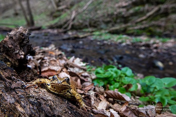 Springfrosch (Rana dalmatina)