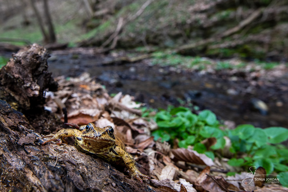 Springfrosch (Rana dalmatina)