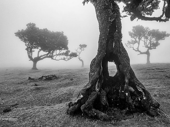 Madeira