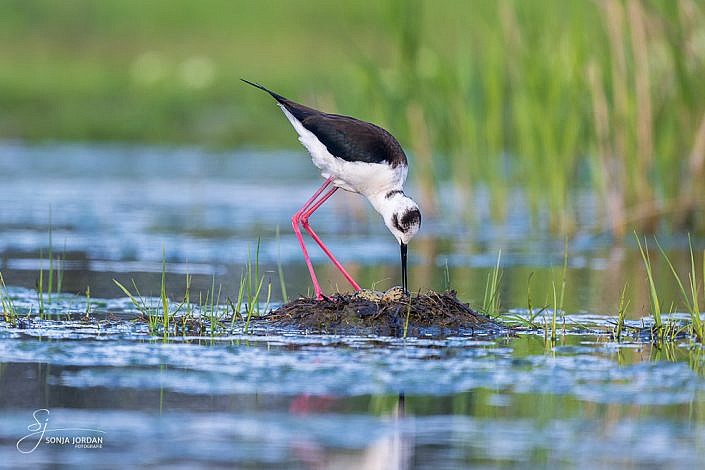 Stelzenläufer (Himantopus himantopus)