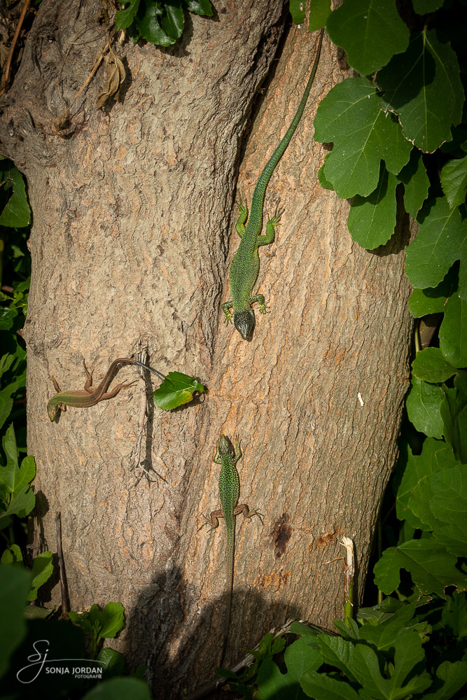 Zauneidechse (Lacerta agilis) und Östliche Smaragdeidechse (Lacerta viridis)