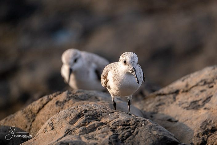 Sanderling (Calidris alba)