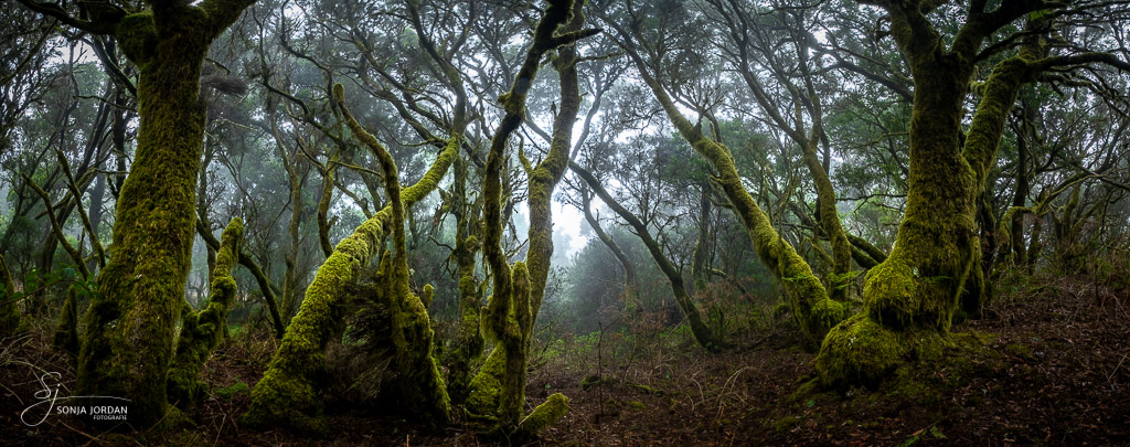 Mystischer Lorbeerwald