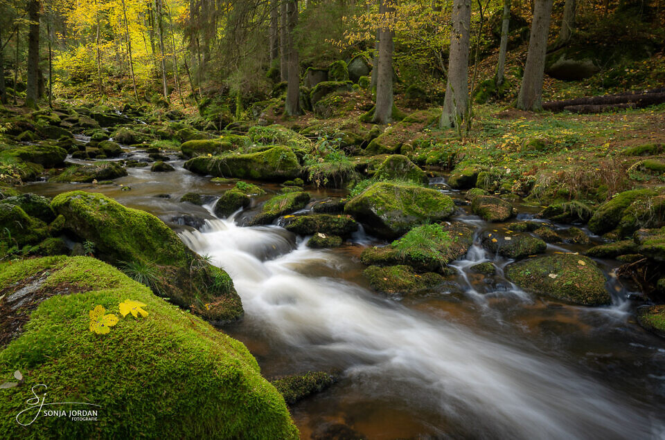 Ein herbstlicher Bachlauf im Waldviertel.